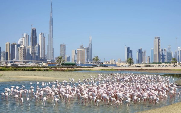 محمية الفلامينكو في دبي