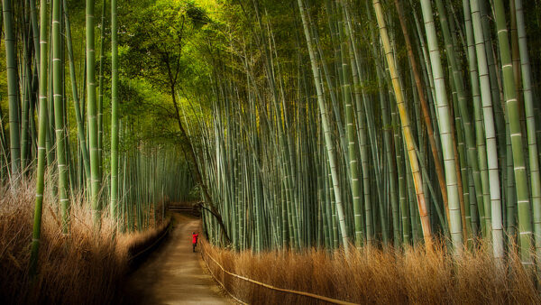 غابة الخيزران (البامبو) في كيوتو Sajano
